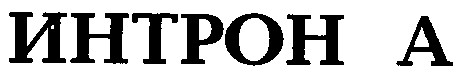 интрон а