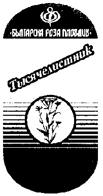 тысячелистник