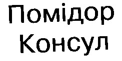 помідор консул