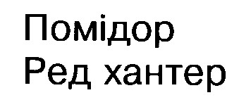 помідор ред хантер
