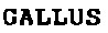 gallus