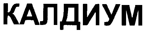 калдиум