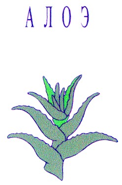алоэ