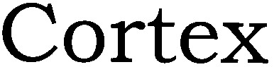 cortex