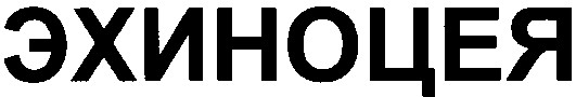 эхиноцея