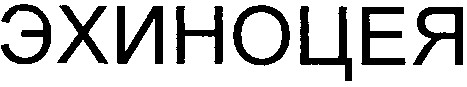 эхиноцея