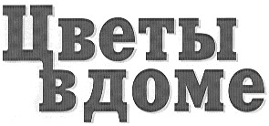 цветы в доме