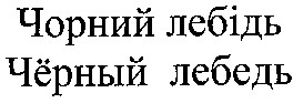 чорний лебідь
