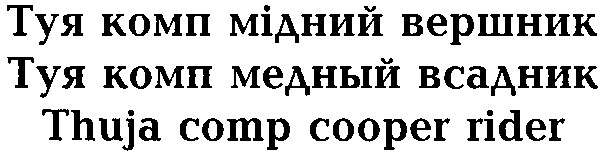 туя комп мідний вершник