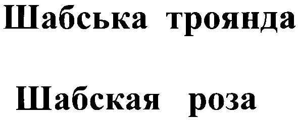 шабська троянда