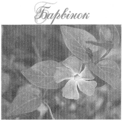 барвінок