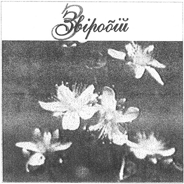 звіробій