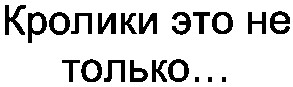 кролики это не только