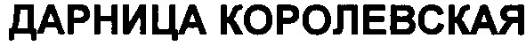 дарница королевская