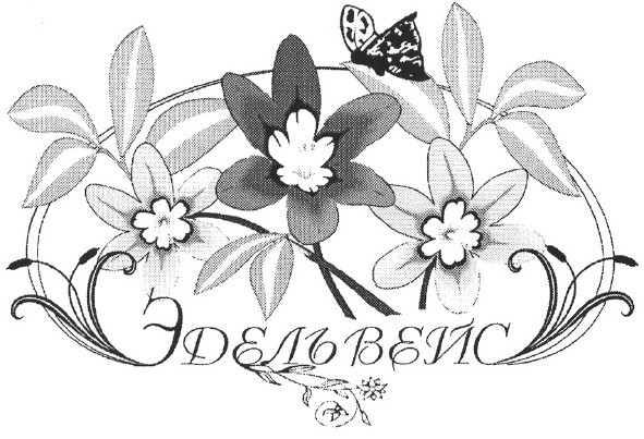 эдельвейс