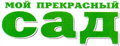 мой прекрасный