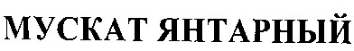 мускат янтарный