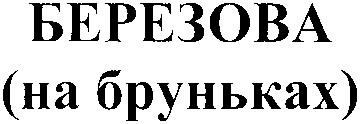 березова на бруньках