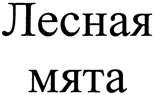 лесная мята