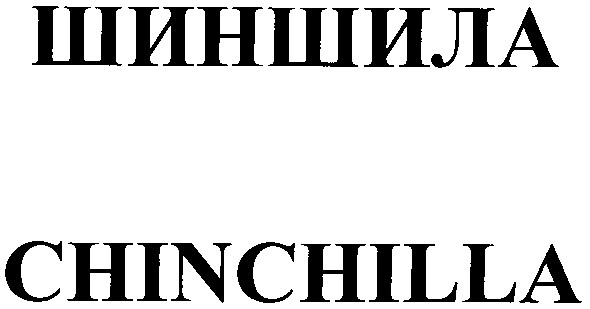 chinchilla