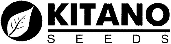kitano