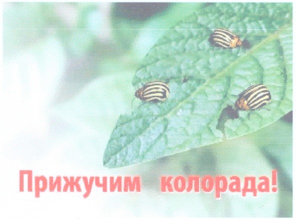 прижучим колорада!