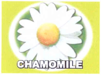 chamomile