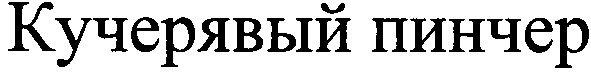 кучерявый пинчер