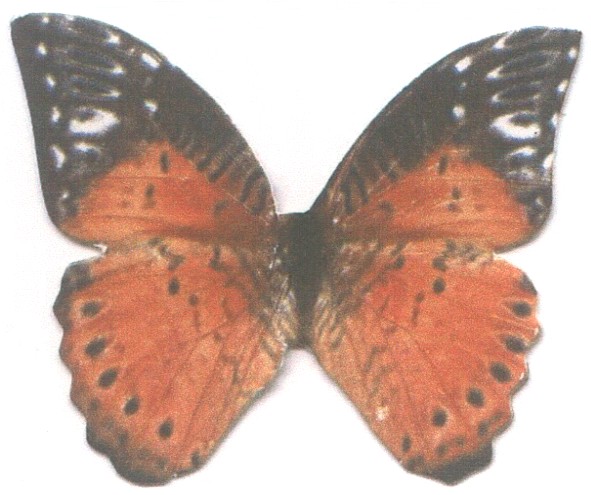 Фігуративна марка № m200613442