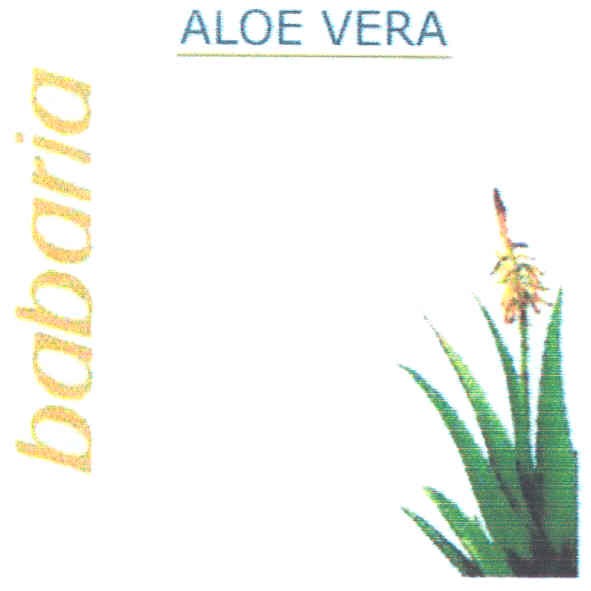 aloe vera