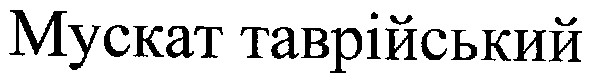 мускат таврійський