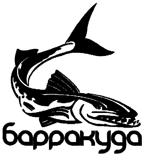 барракуда