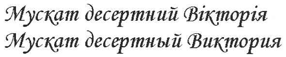 мускат десертний вікторія