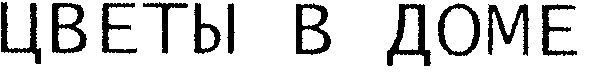 цветы в доме