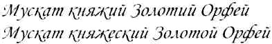 мускат княжеский золотой орфей