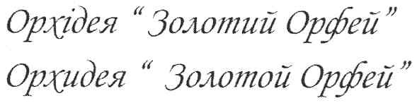 орхідея золотий орфей