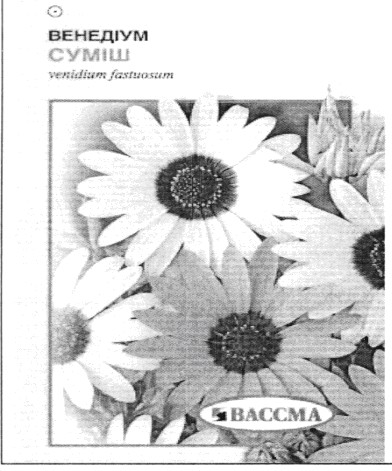 venidium fastuosum