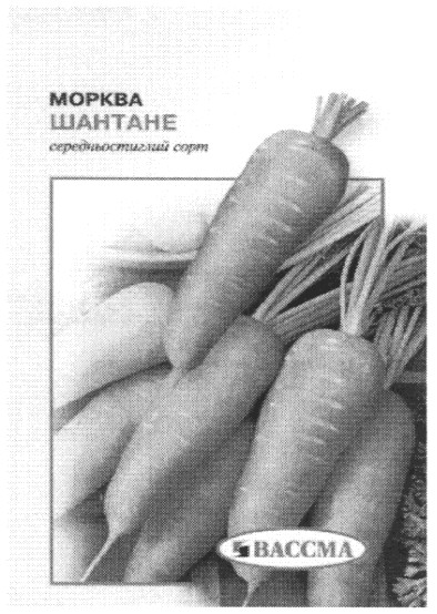 середньостиглий сорт