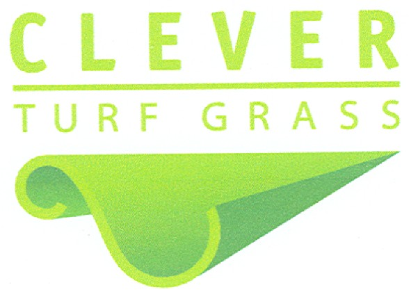 turf grass