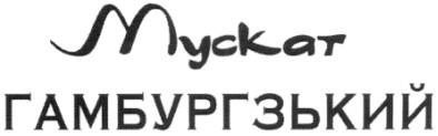 мускат гамбургзький