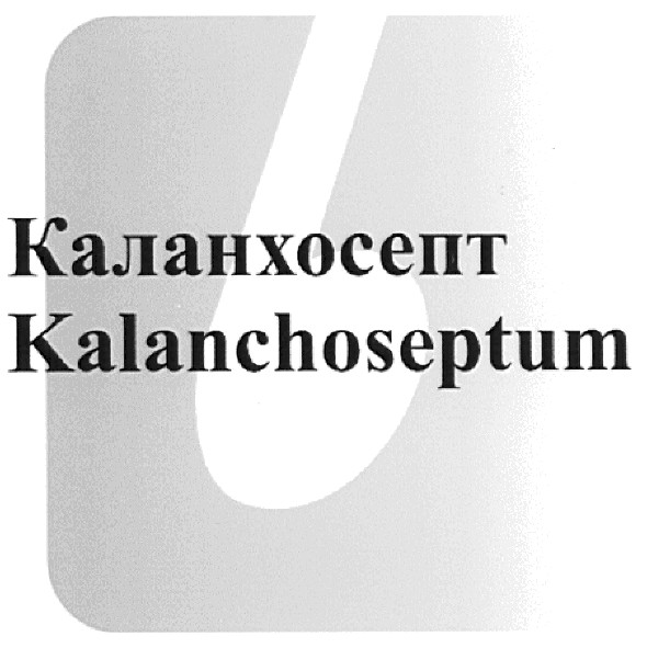 kalanchoseptum