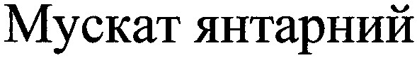 мускат янтарний