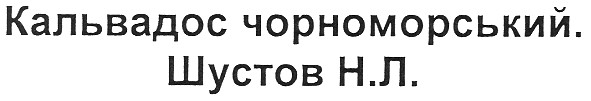 кальвадос чорноморський.