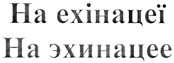 на ехінацеї