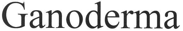 ganoderma