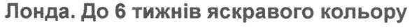 лонда. до 6 тижнів яскравого кольору