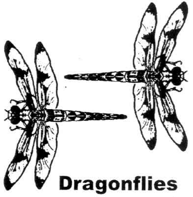 dragonflies