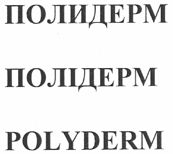 полідерм