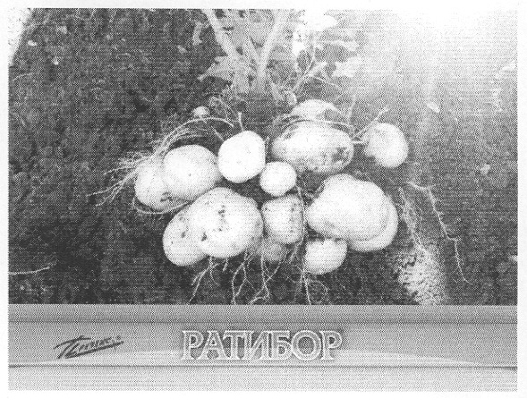ратибор