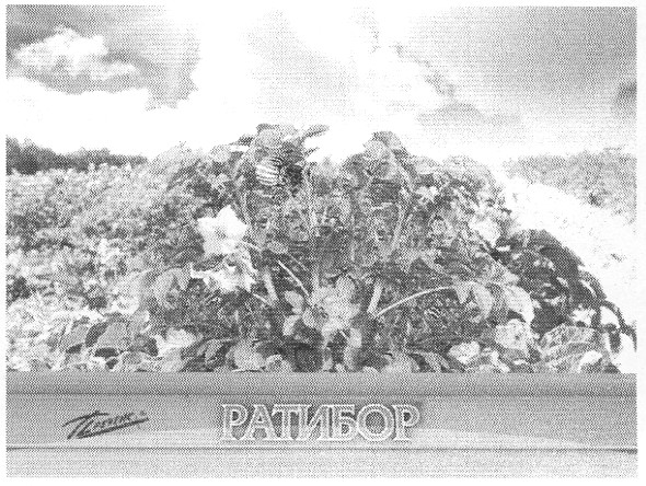 ратибор